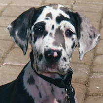 Great Dane Puppy - 8 weeks old