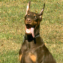 Running Puppy