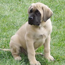 Puppies